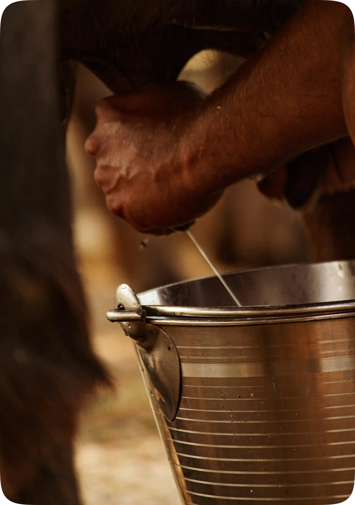 vedic ghee