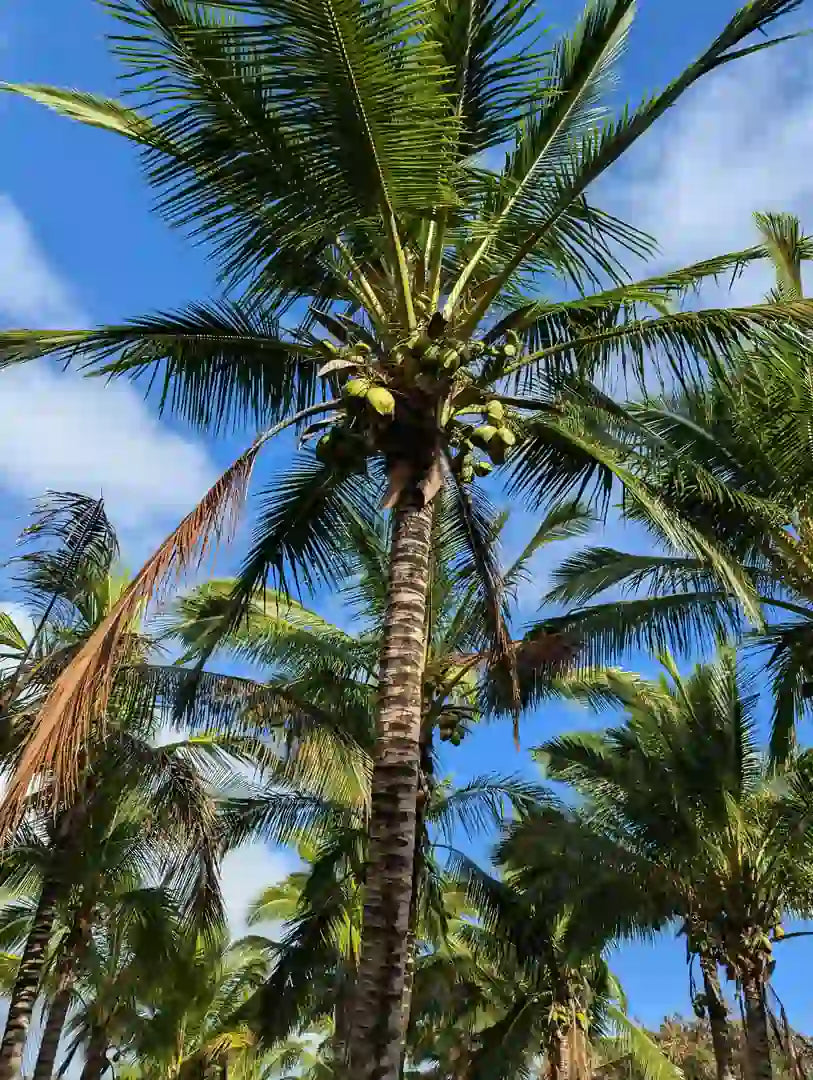 virgin coconut oil price